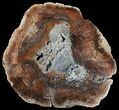 Colorful Petrified Wood Round - Madagascar #58813-2